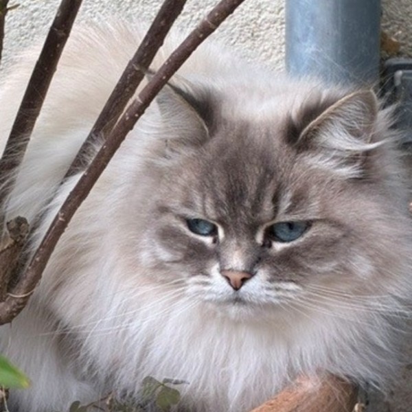 Simone