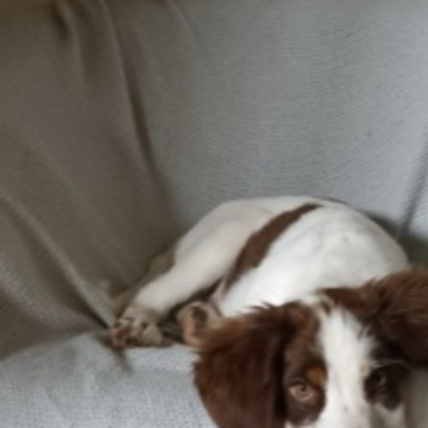 Achille
