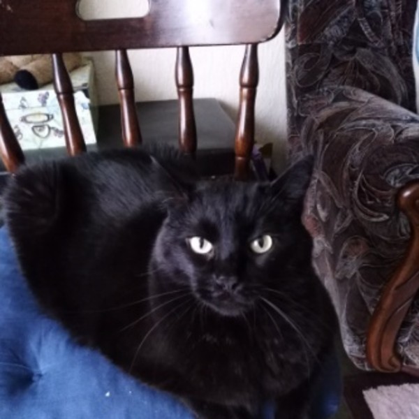 BLACKIE