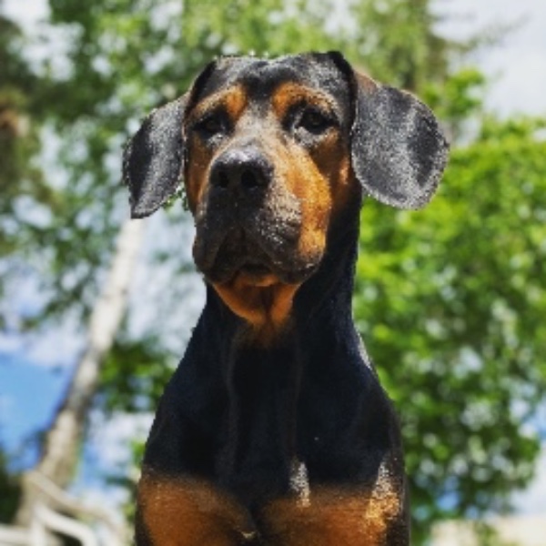 Ziggy
