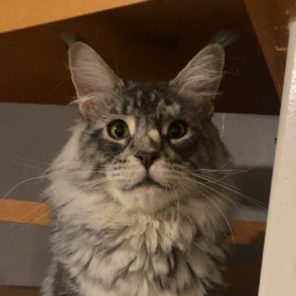 Zeubi