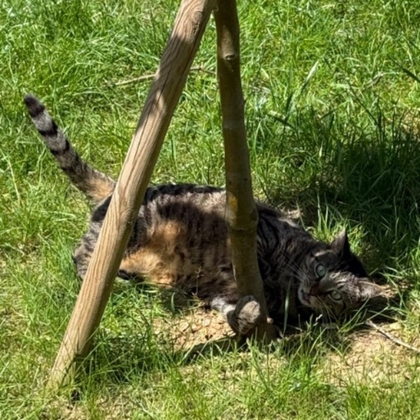 Pamplemousse
