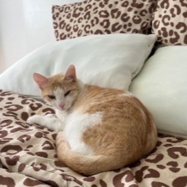 Caramel