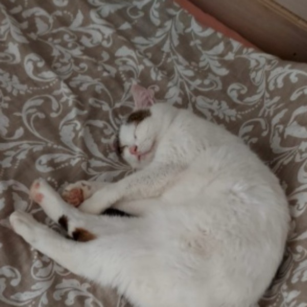 Chicco
