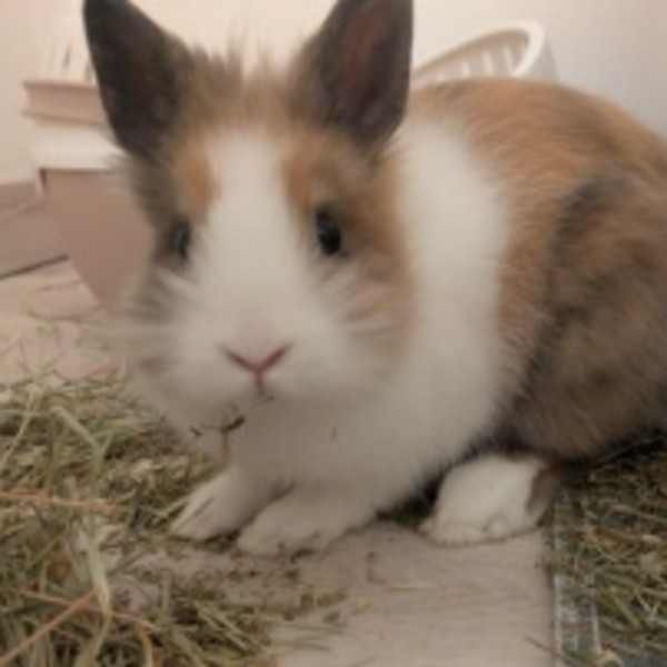 Chouquette
