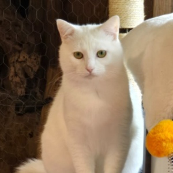 Angel