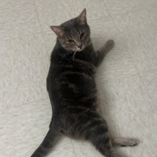 Stella