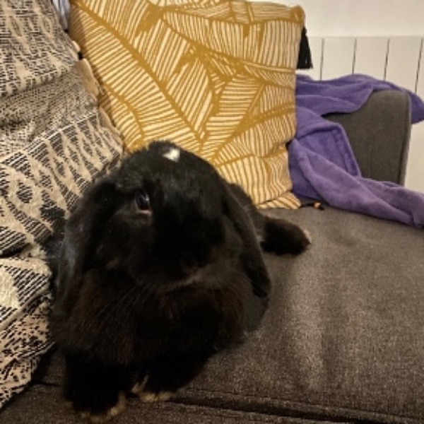 Lila
