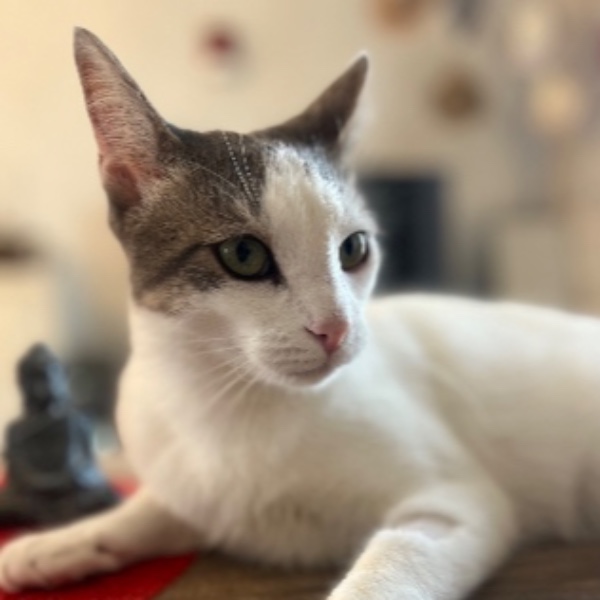 Loona