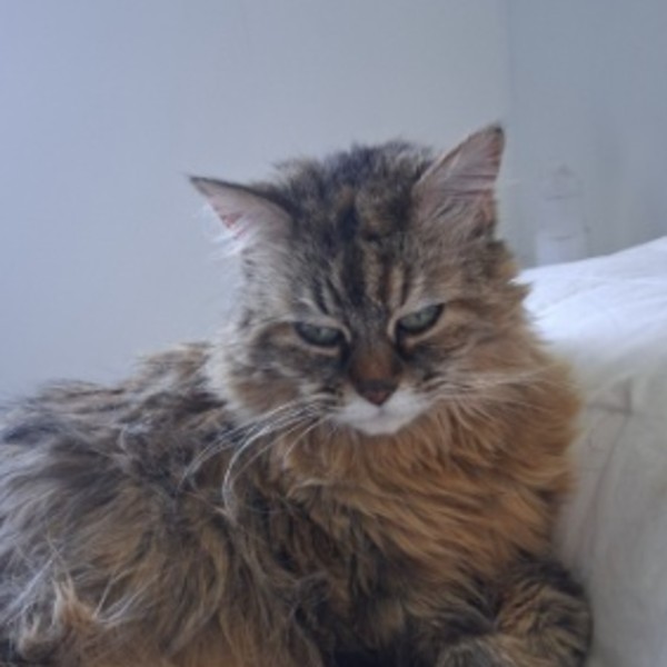Lola