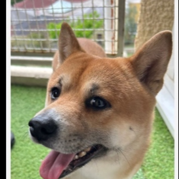 Sisko
