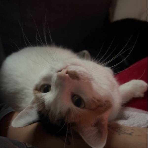 Aïko