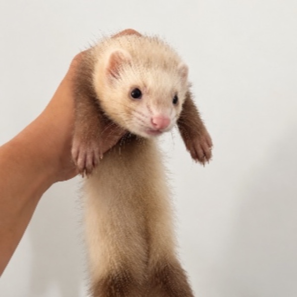 Nanika