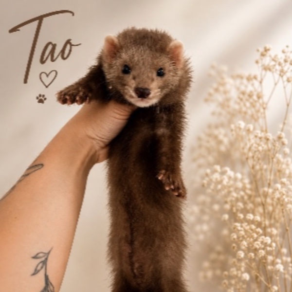 Tao