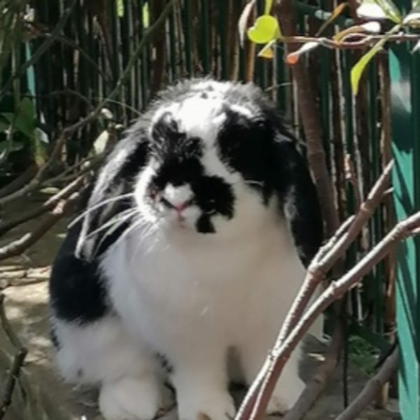 Fifi