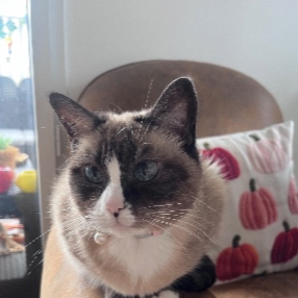 Lulu