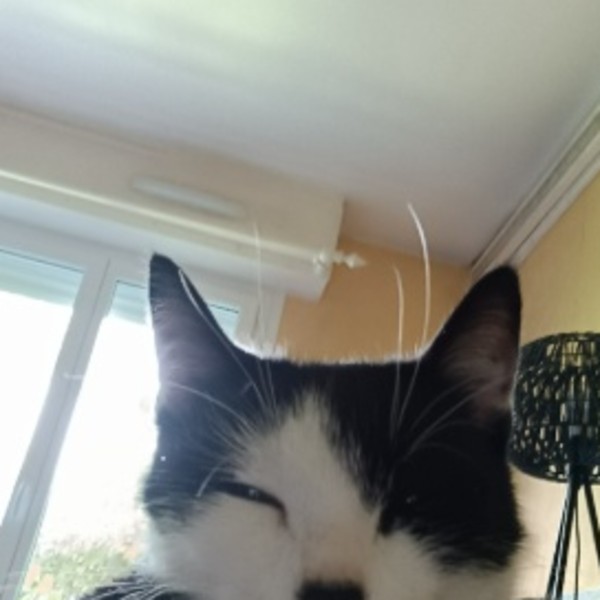 Oreo
