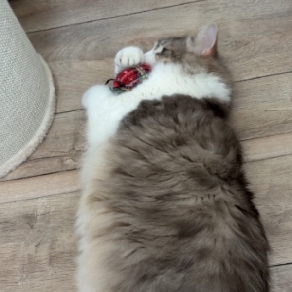 Kumo