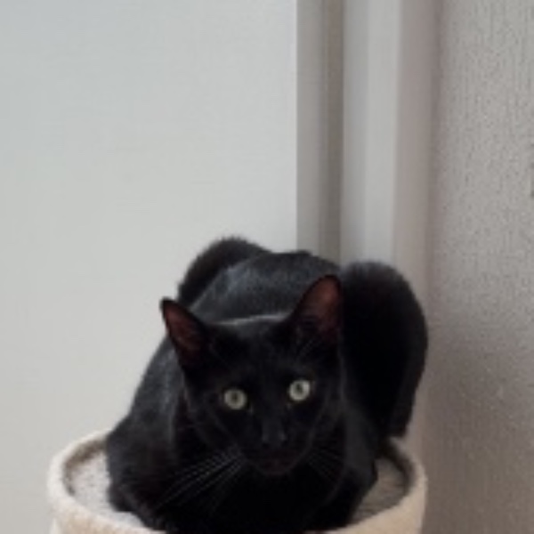 Chauve-souris