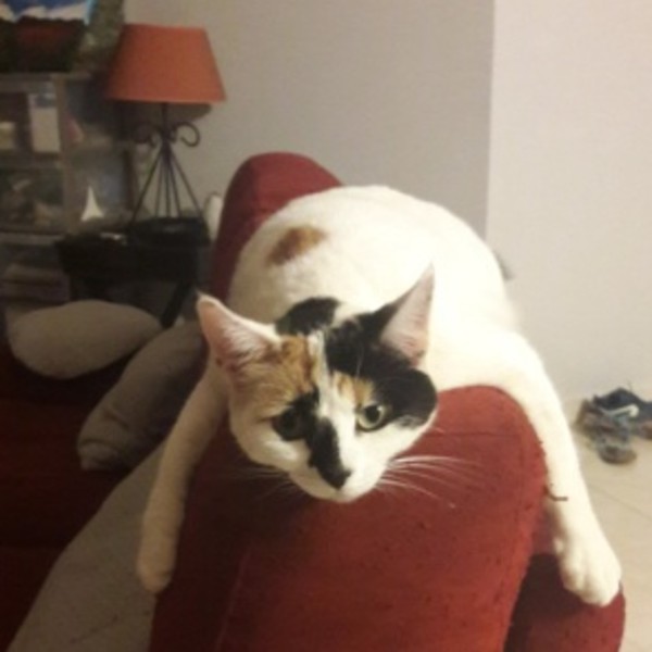 Cookie