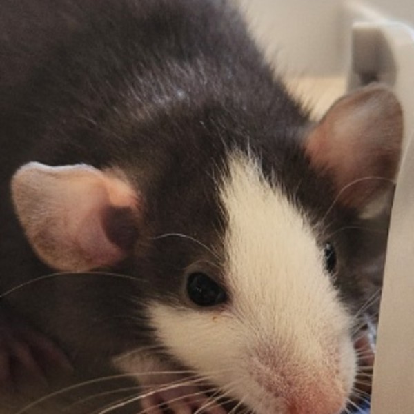 Bonnie