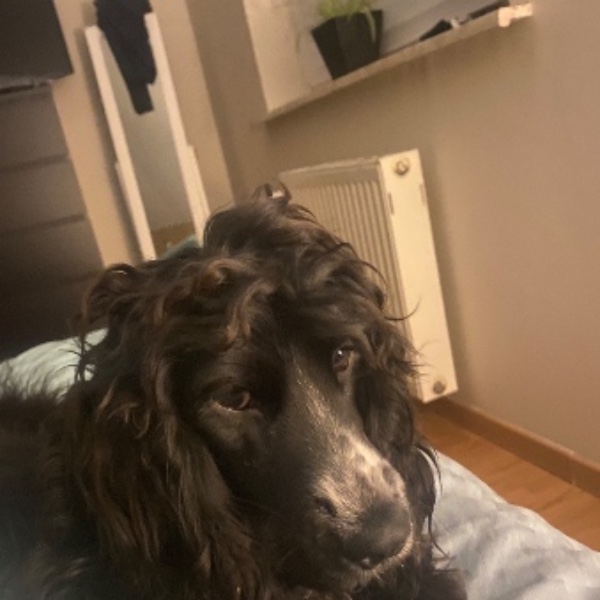Stella