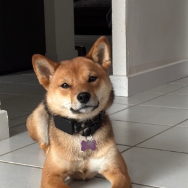 Visenya