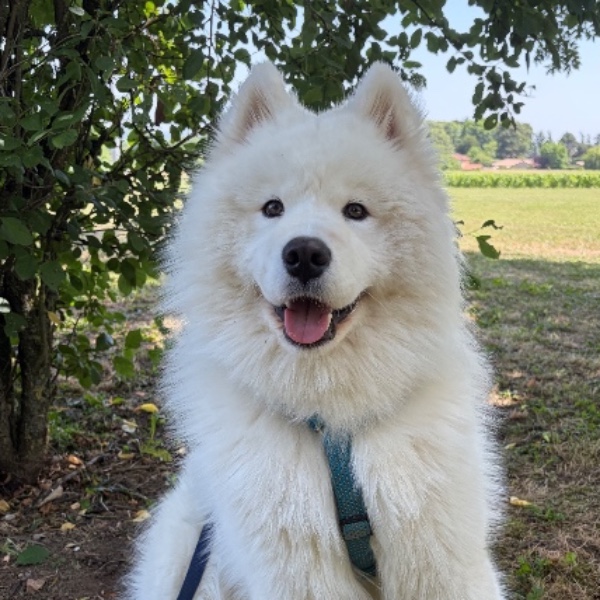 Aspen