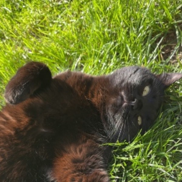 Nala