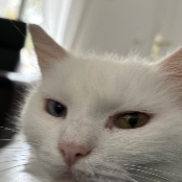 Bella