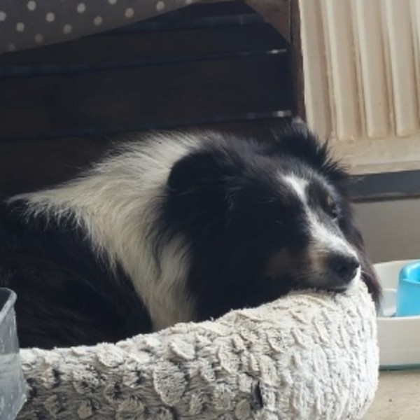 Pixel