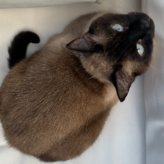 Iko