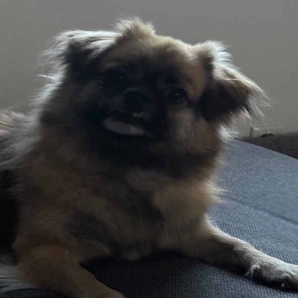 Simba
