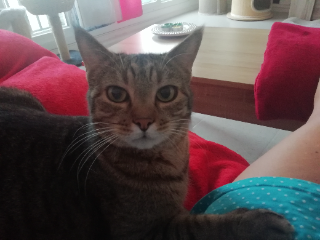 Tigrou