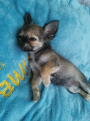 Simba