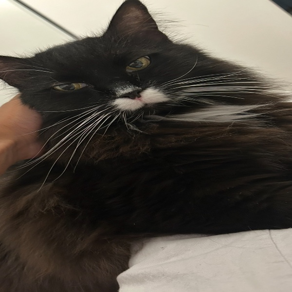 oreo