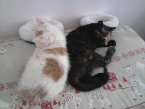 Glacy et flocon