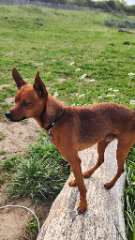 Hugo