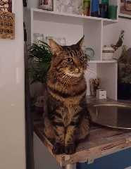 Simba