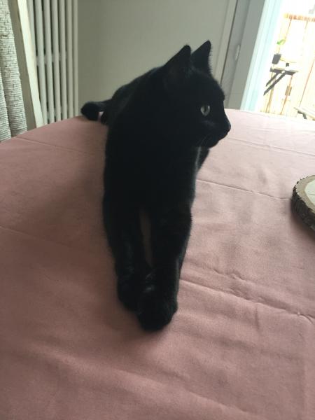 Chatounet noir