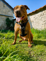 Tyson
