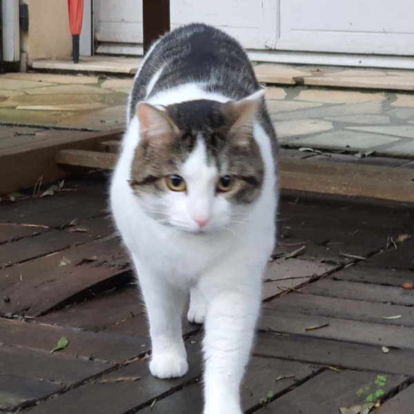 Blitsy