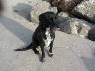 PEPITA