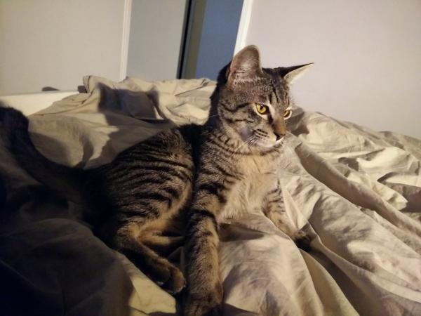 Figaro