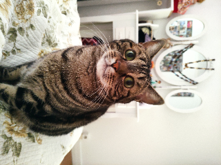 Raja