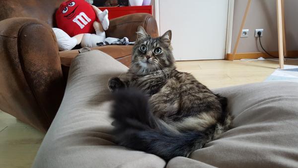 reglisse