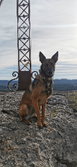 Tia