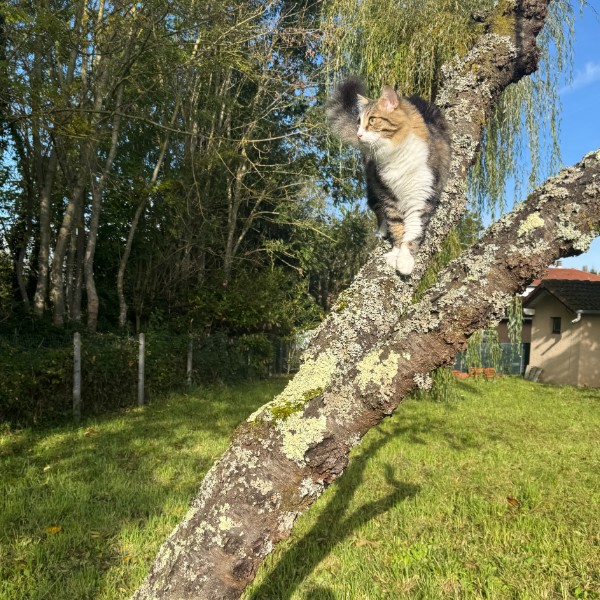 Teemo