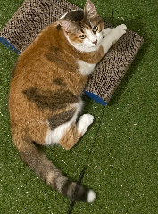 GATO
