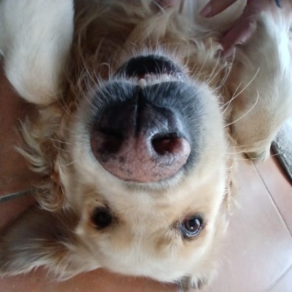 Jellie